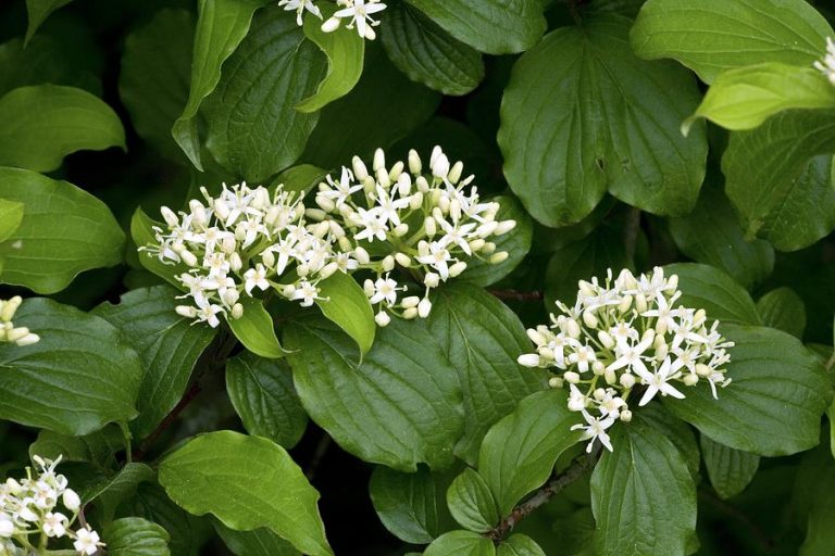 Corn Ro U Cornus Sanguinea De V Nzare Copacei Ro Pepiniera Zal U