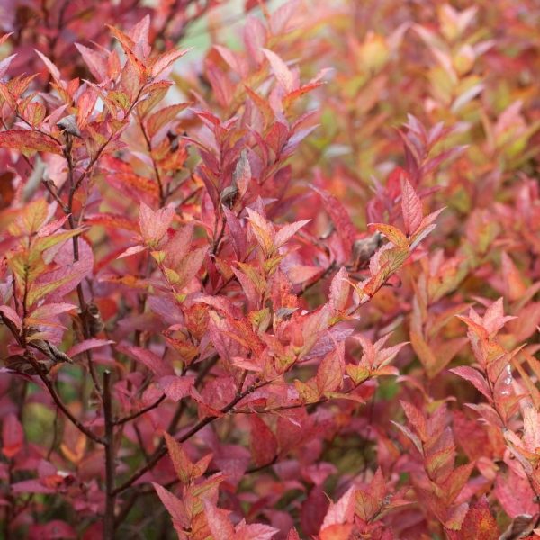 Spiraea Japonica Genpei Shirobana Cununi De V Nzare Copacei Ro