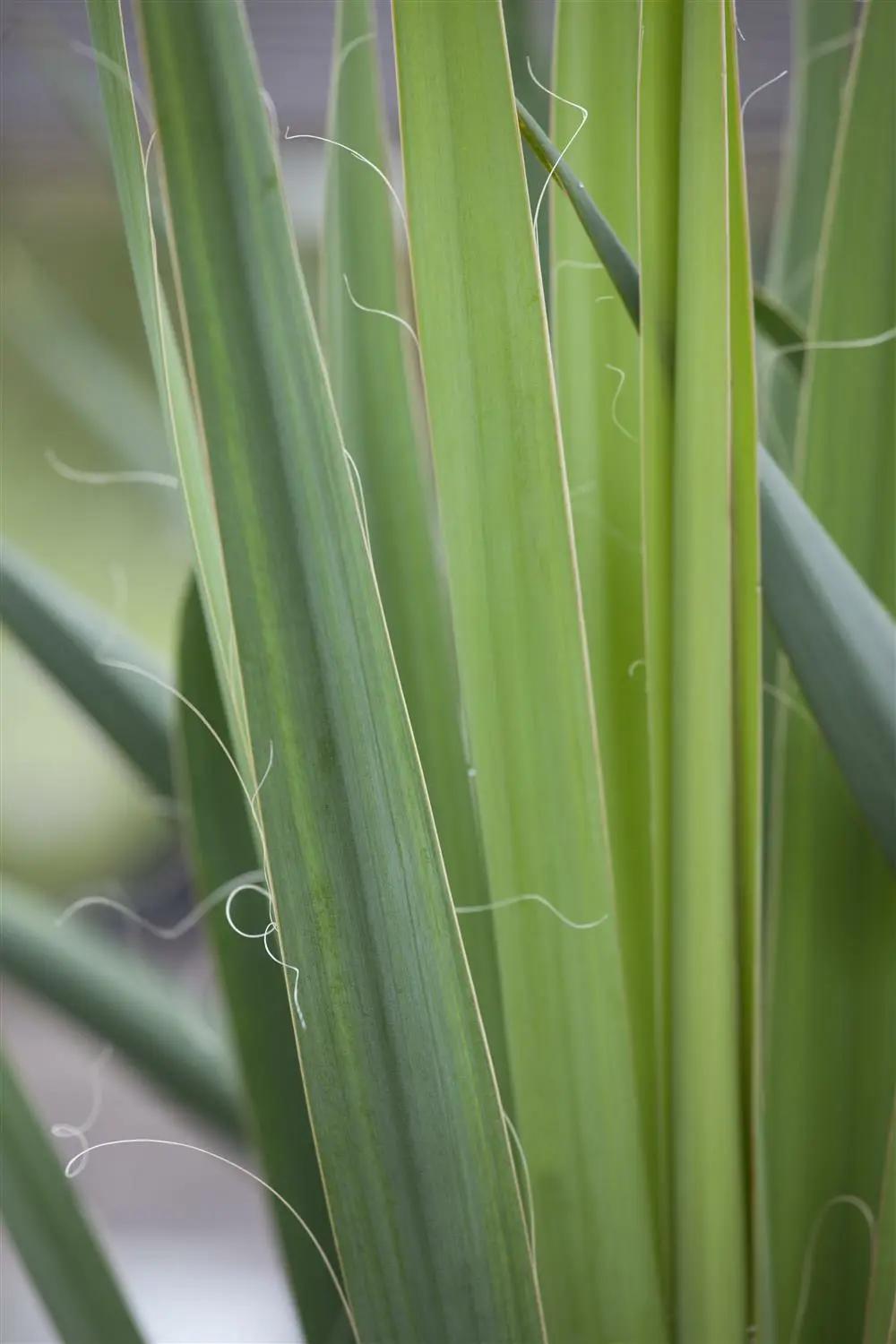 2Yucca filamentosa