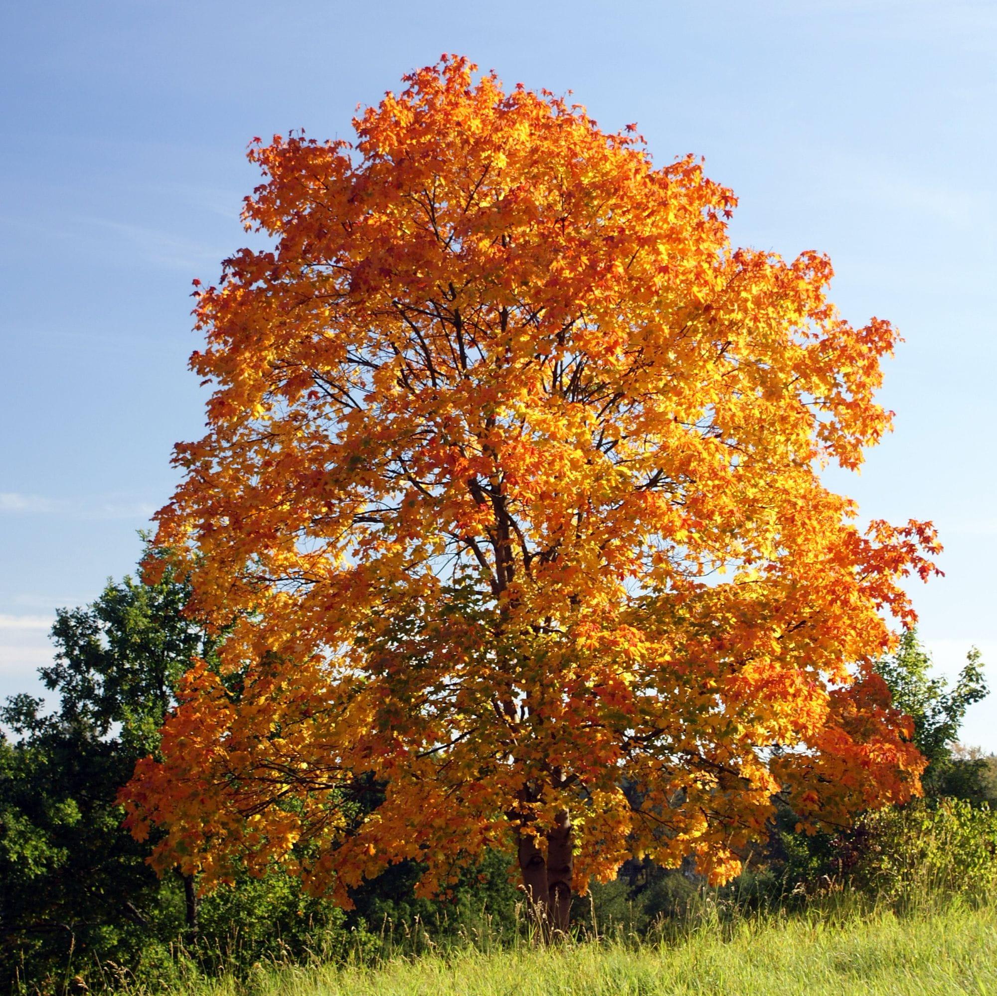 Acer platanoides 2