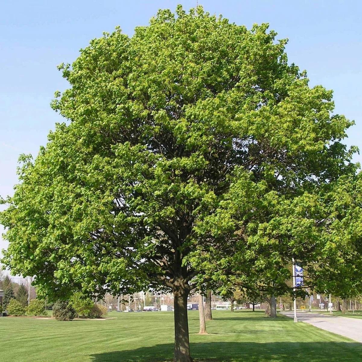 Acer platanoides