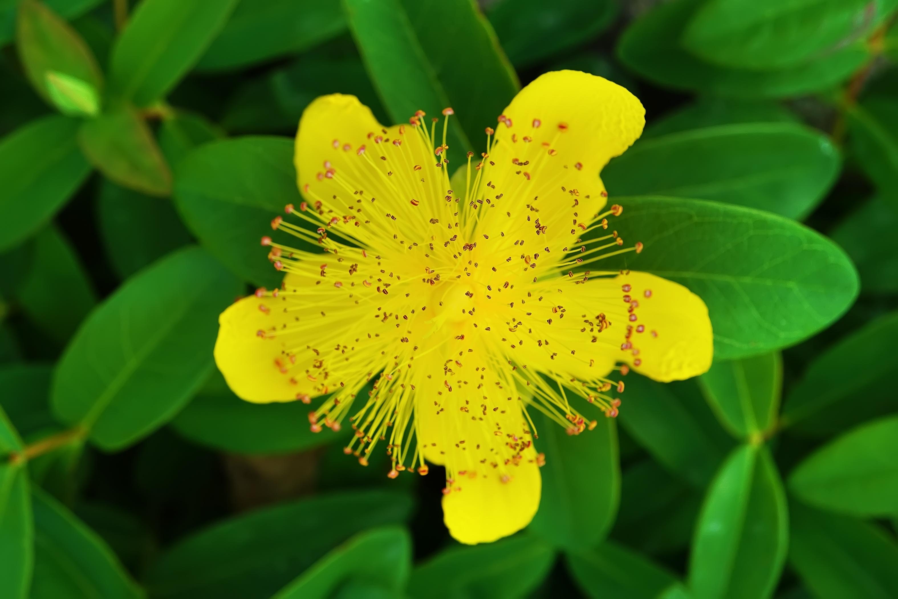 Hypericum Calicinum 2