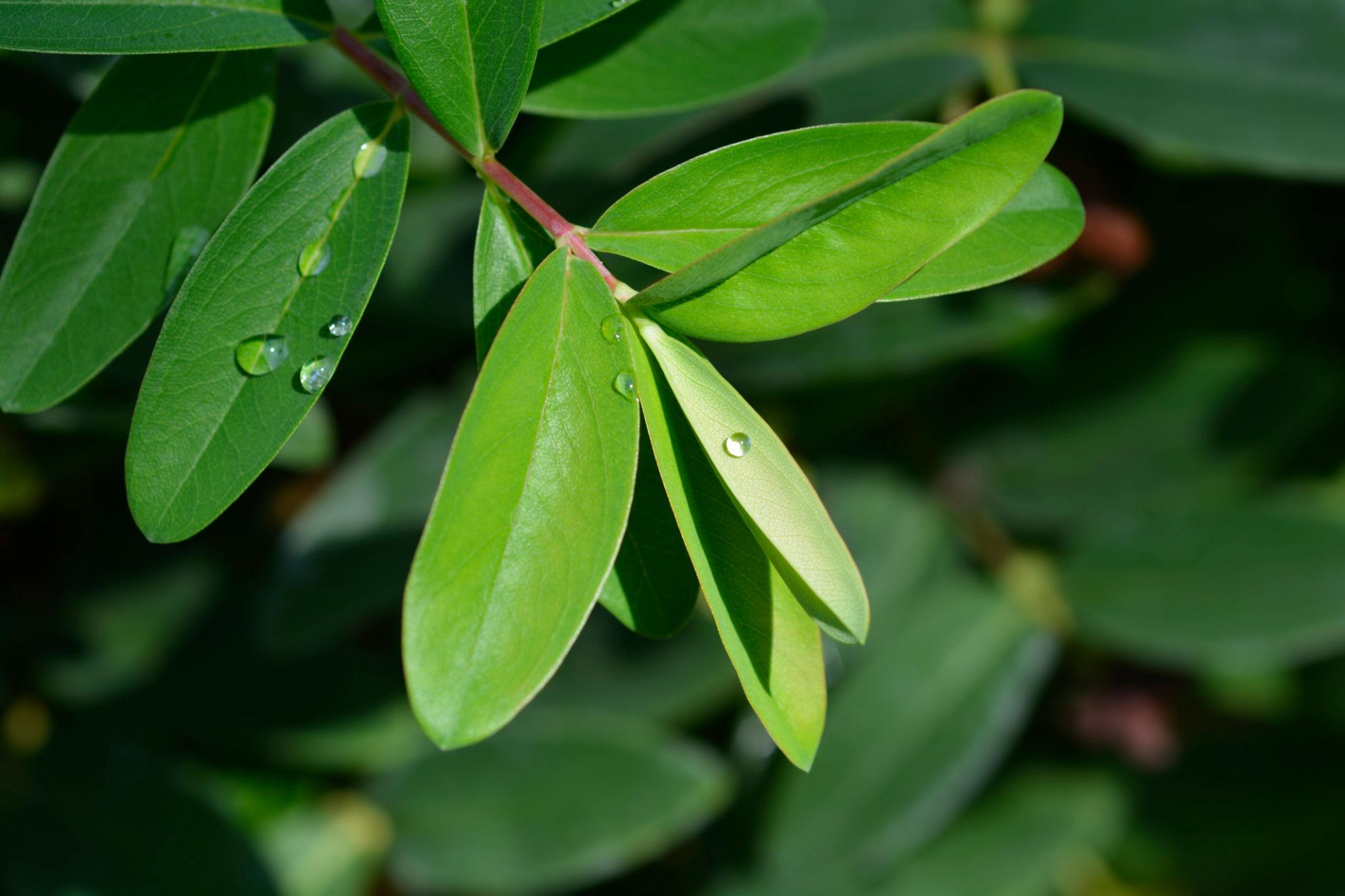 Hypericum Calicinum 3