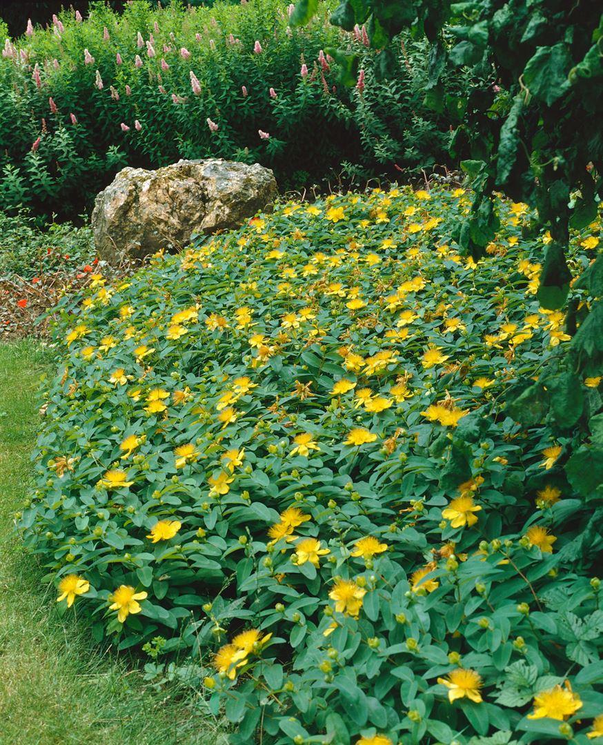 Hypericum Calicinum