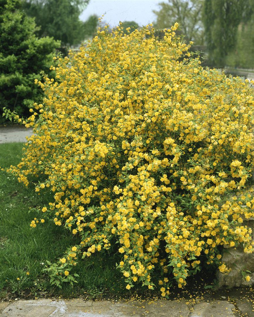 Kerria Japonica