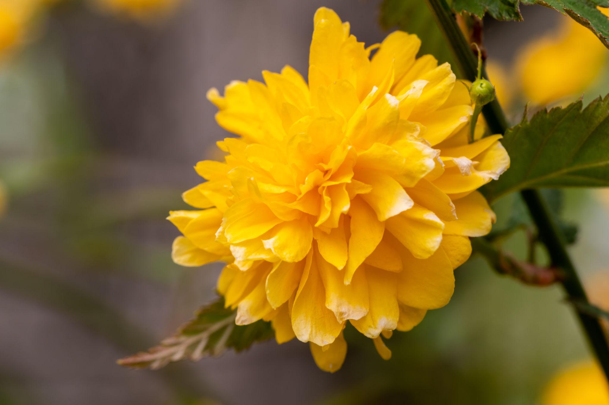 Kerria Japonica2w