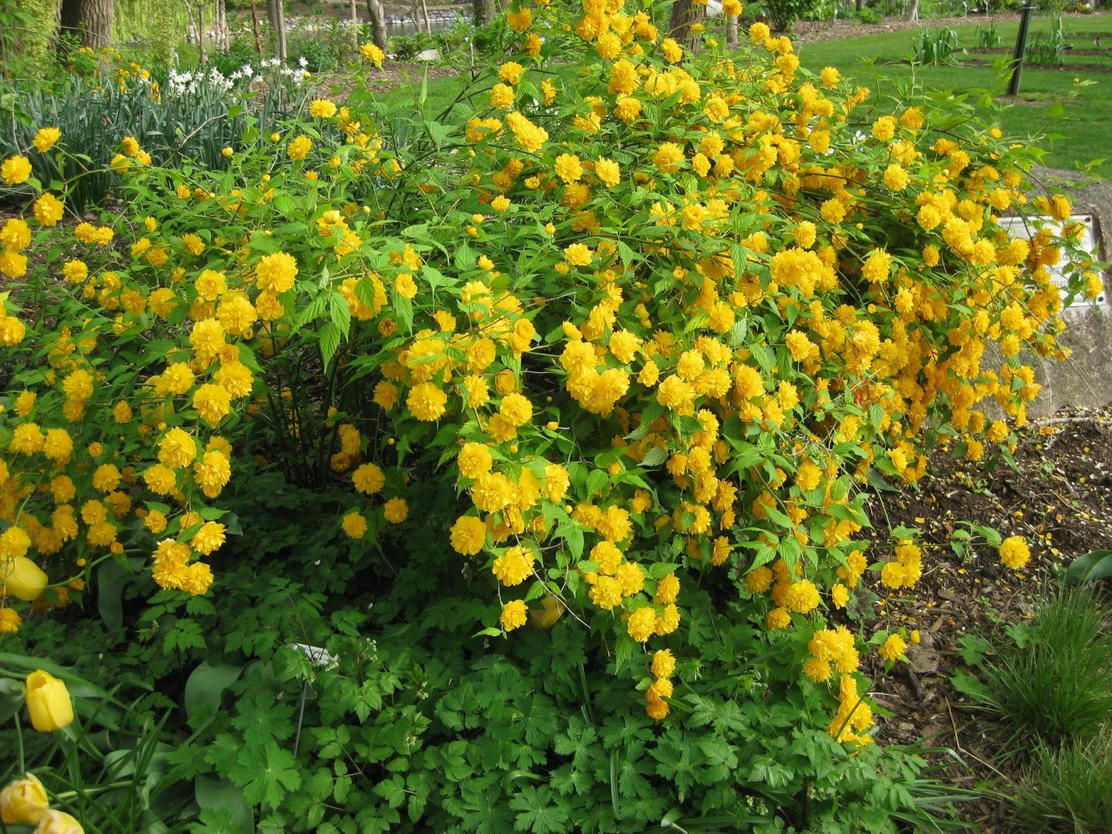 Kerria Japonica3