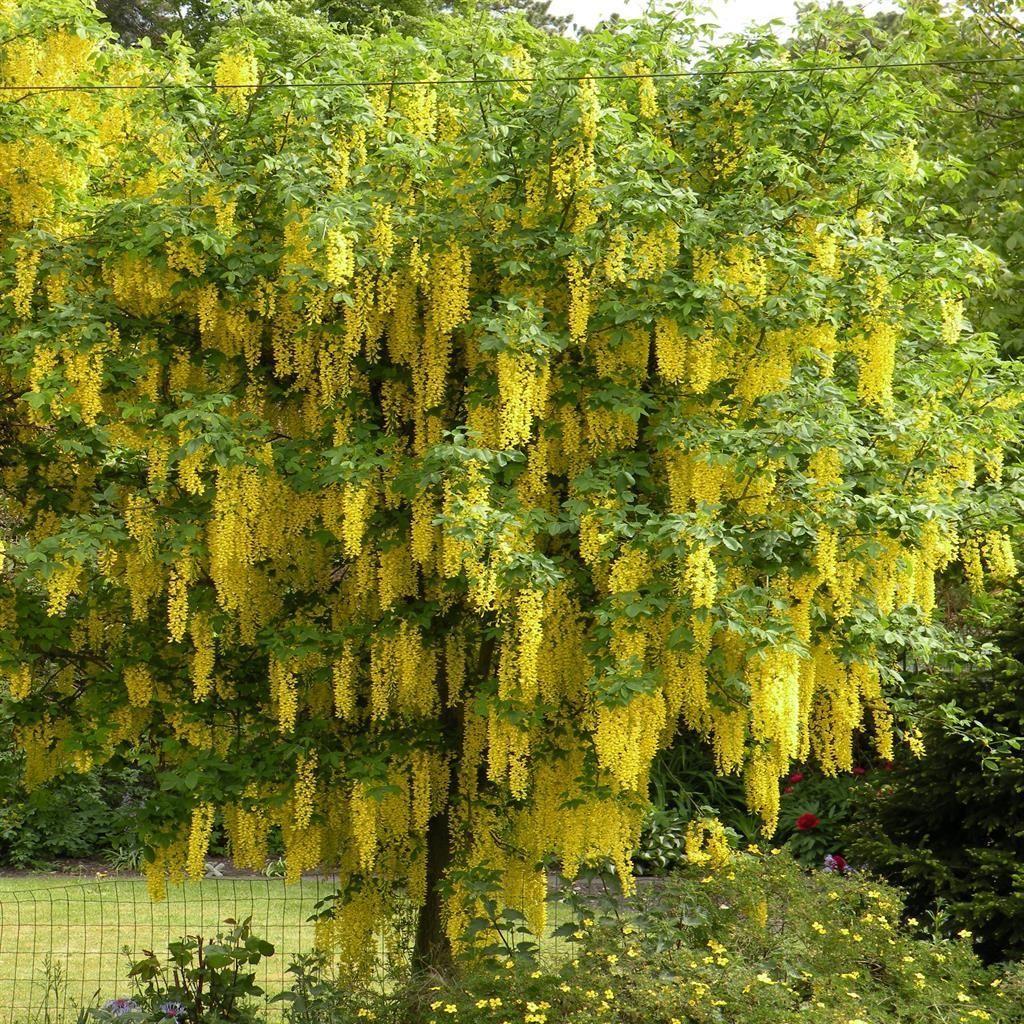 Laburnum anagyroides 2