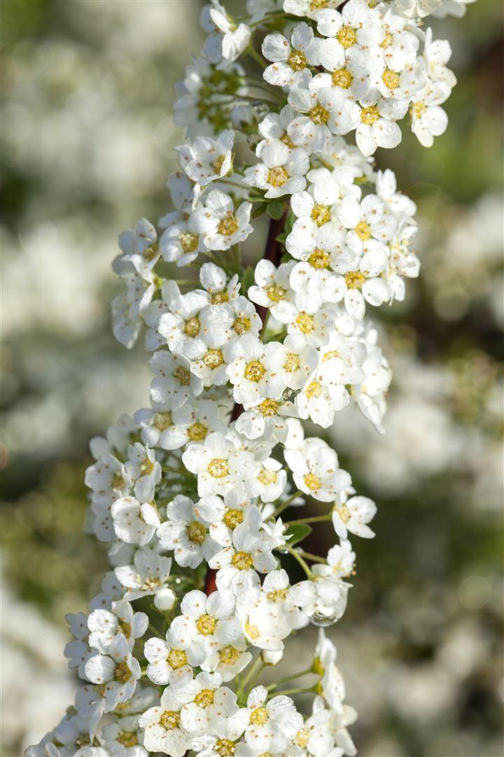 Spiraea cinerea Grefsheim 2