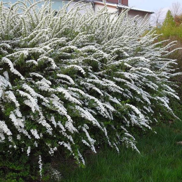 Spiraea cinerea Grefsheim 3