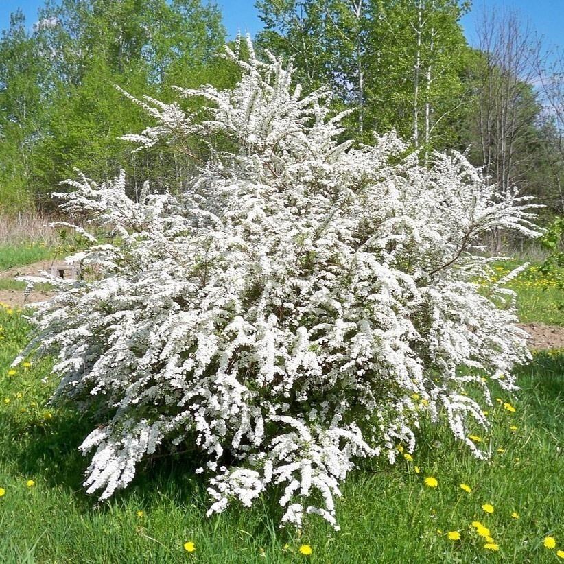 Spiraea cinerea Grefsheim 4