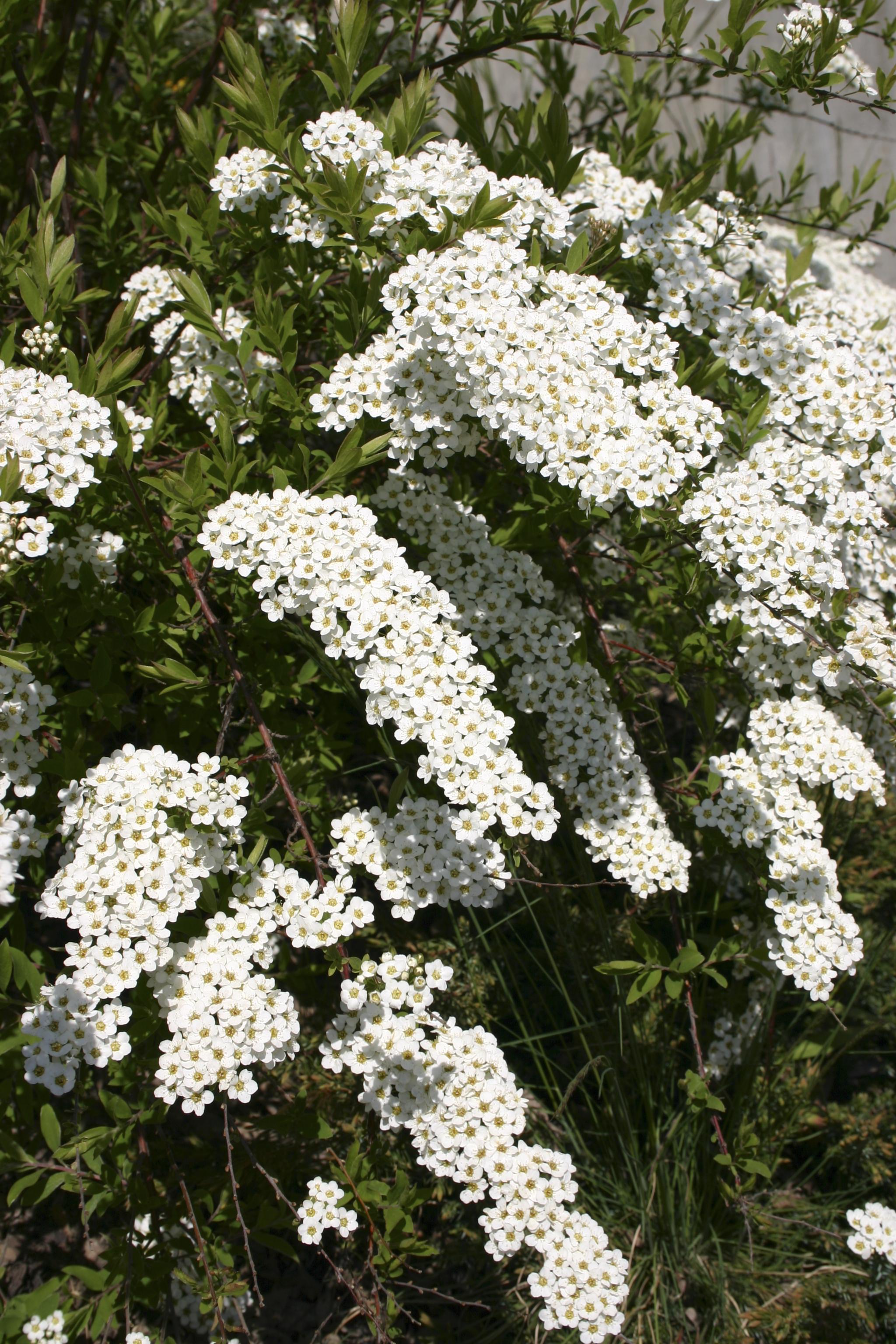 Spiraea cinerea Grefsheim