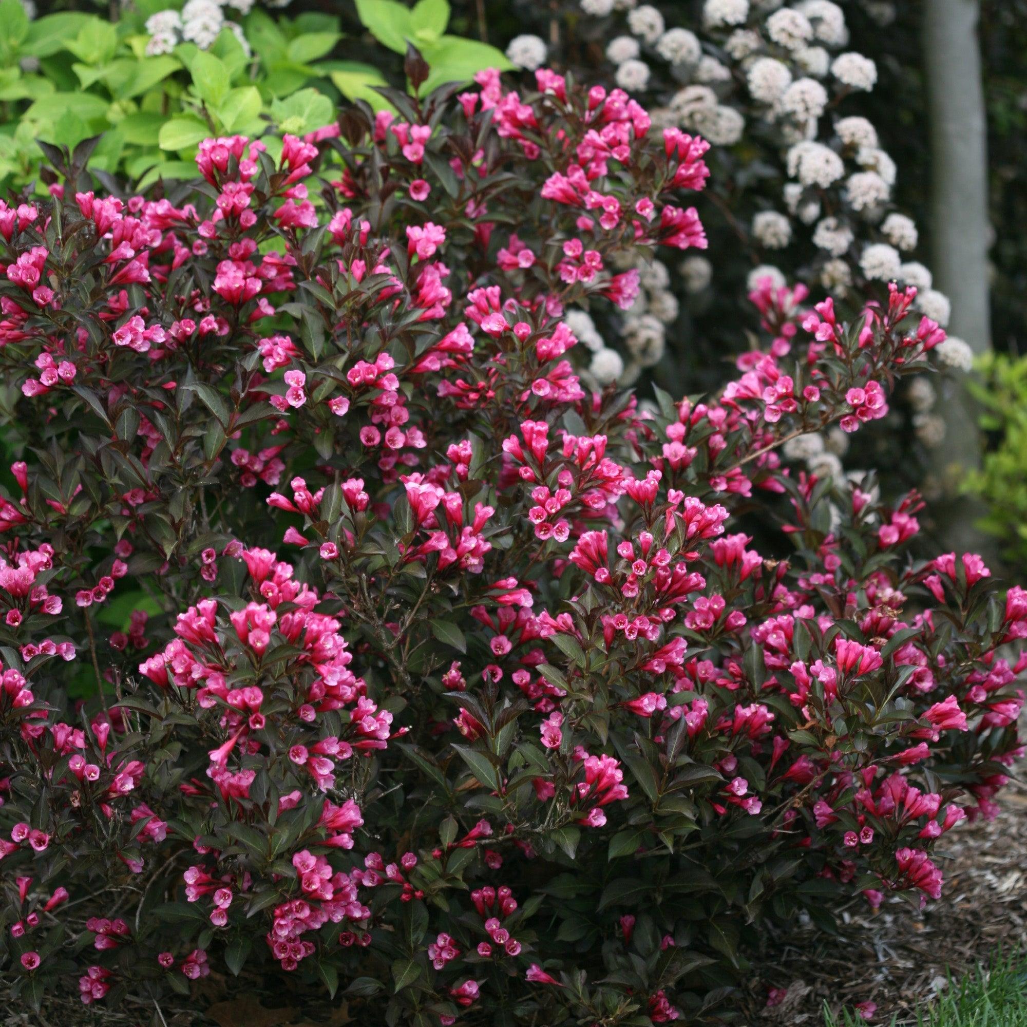 Weigela florida Alexandra
