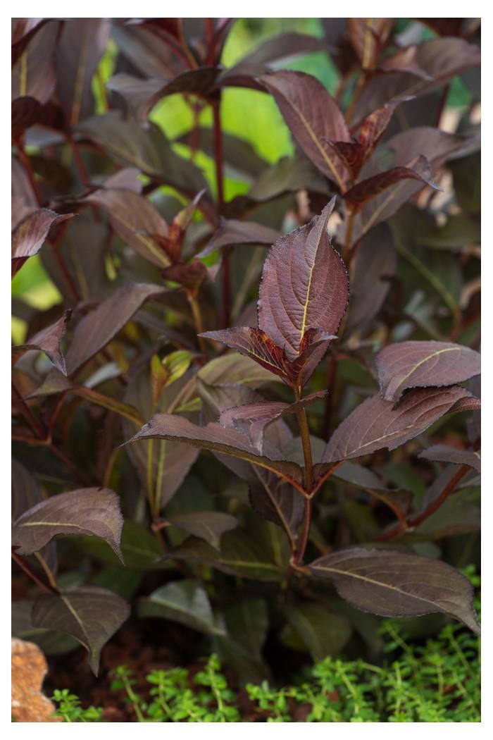 Weigela florida Alexandra2