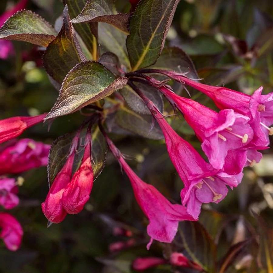 Weigela florida Alexandra3