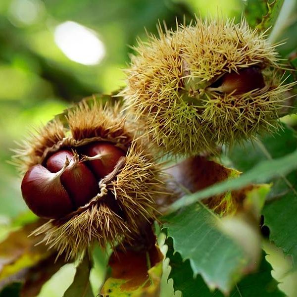 Copaci Ornamentali și Arbori De Vânzare Copaceiro Pepiniera Zalău Part 3 