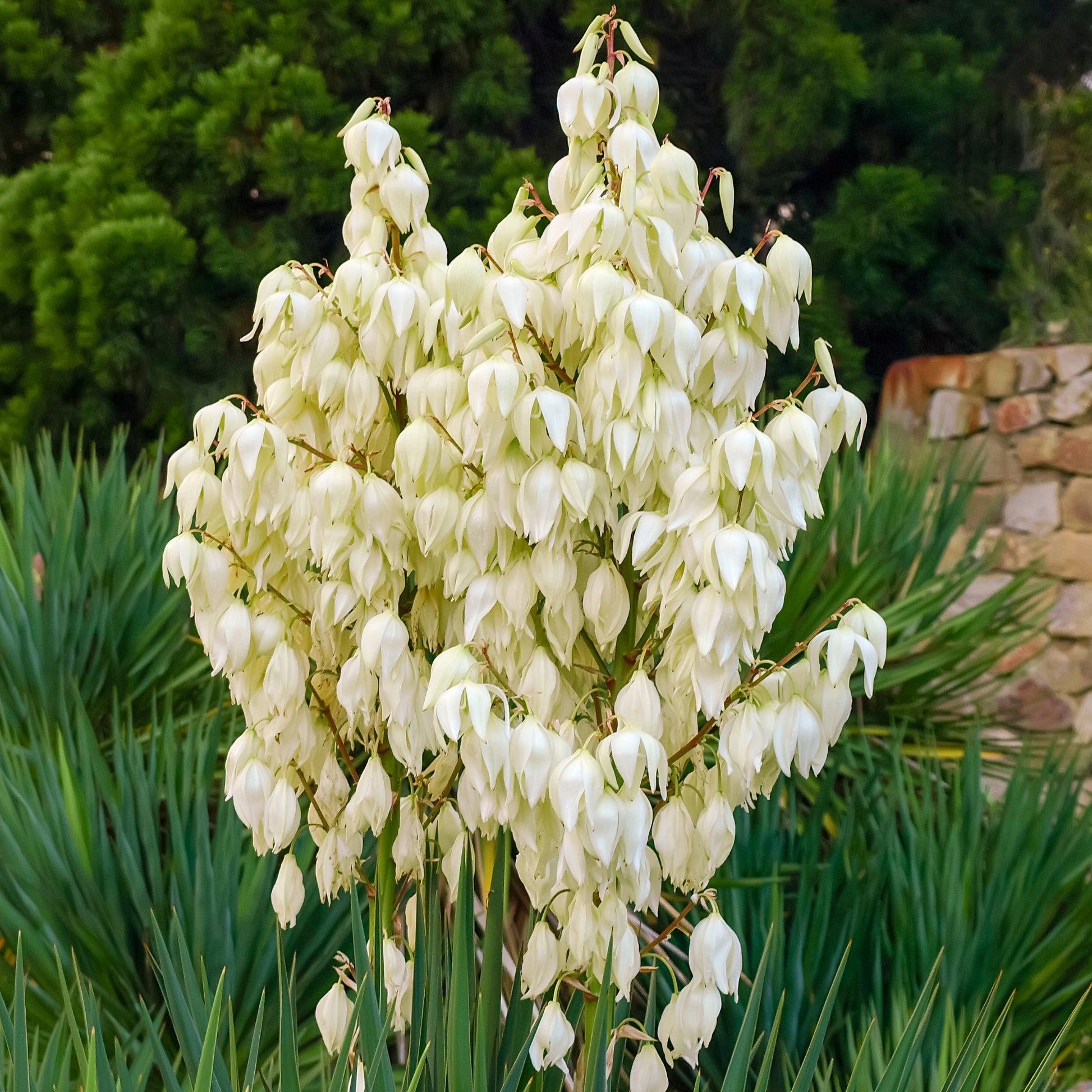yucca