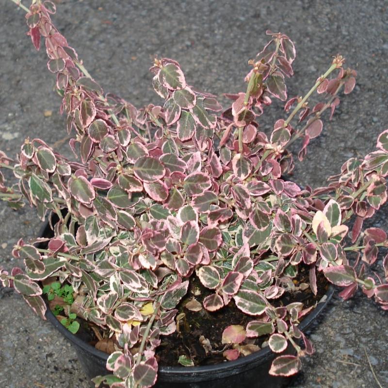 Euonymus fortunei Emerald Gaiety 4
