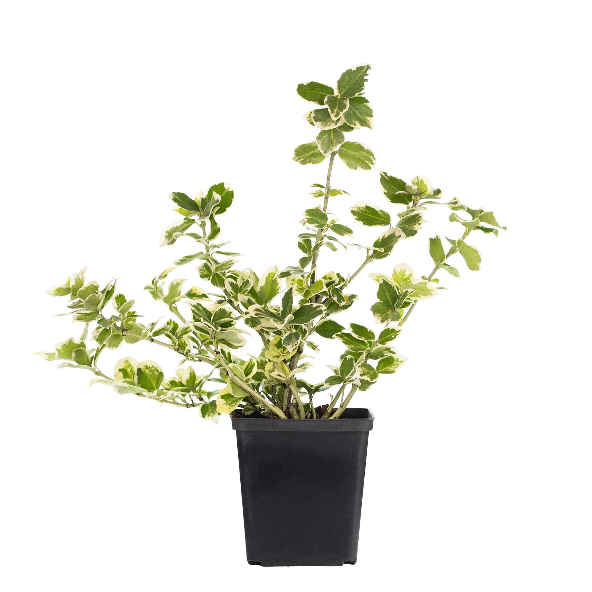 Euonymus fortunei Emerald Gaiety