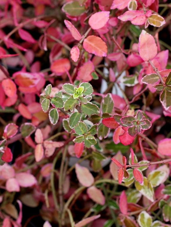 Euonymus fortunei Emerald Gaiety5