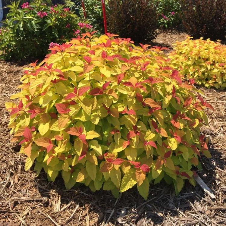 Spiraea japonica Goldflame