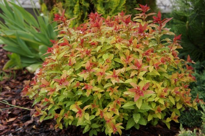 Spiraea japonica Goldflame2