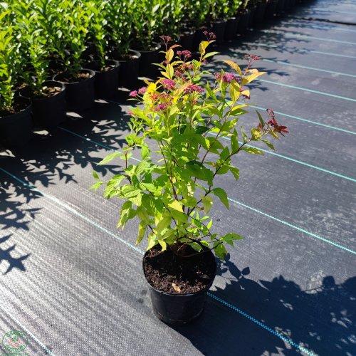 Spiraea japonica Goldflame3