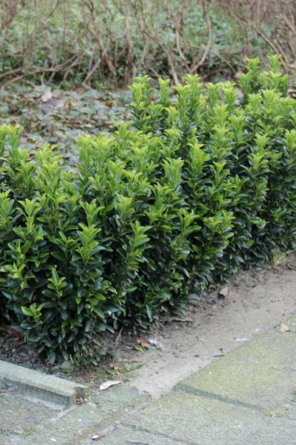 Euonymus Green Spire 2