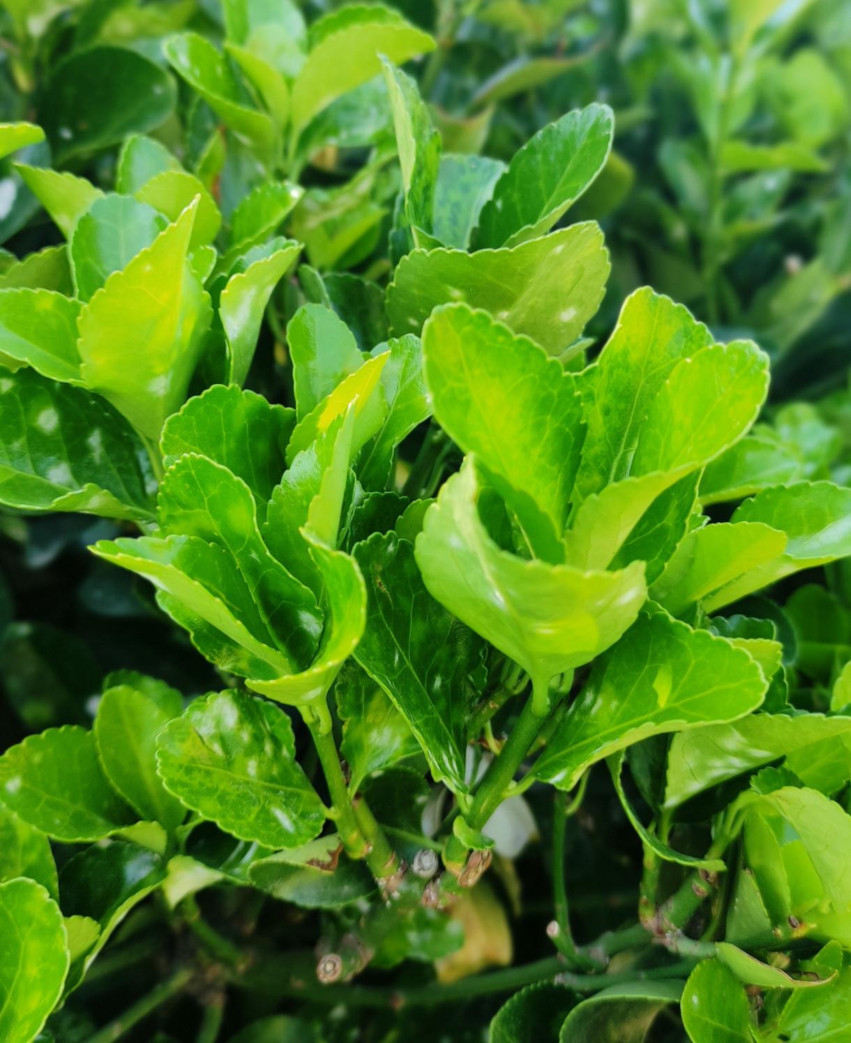 Euonymus Green Spire 3