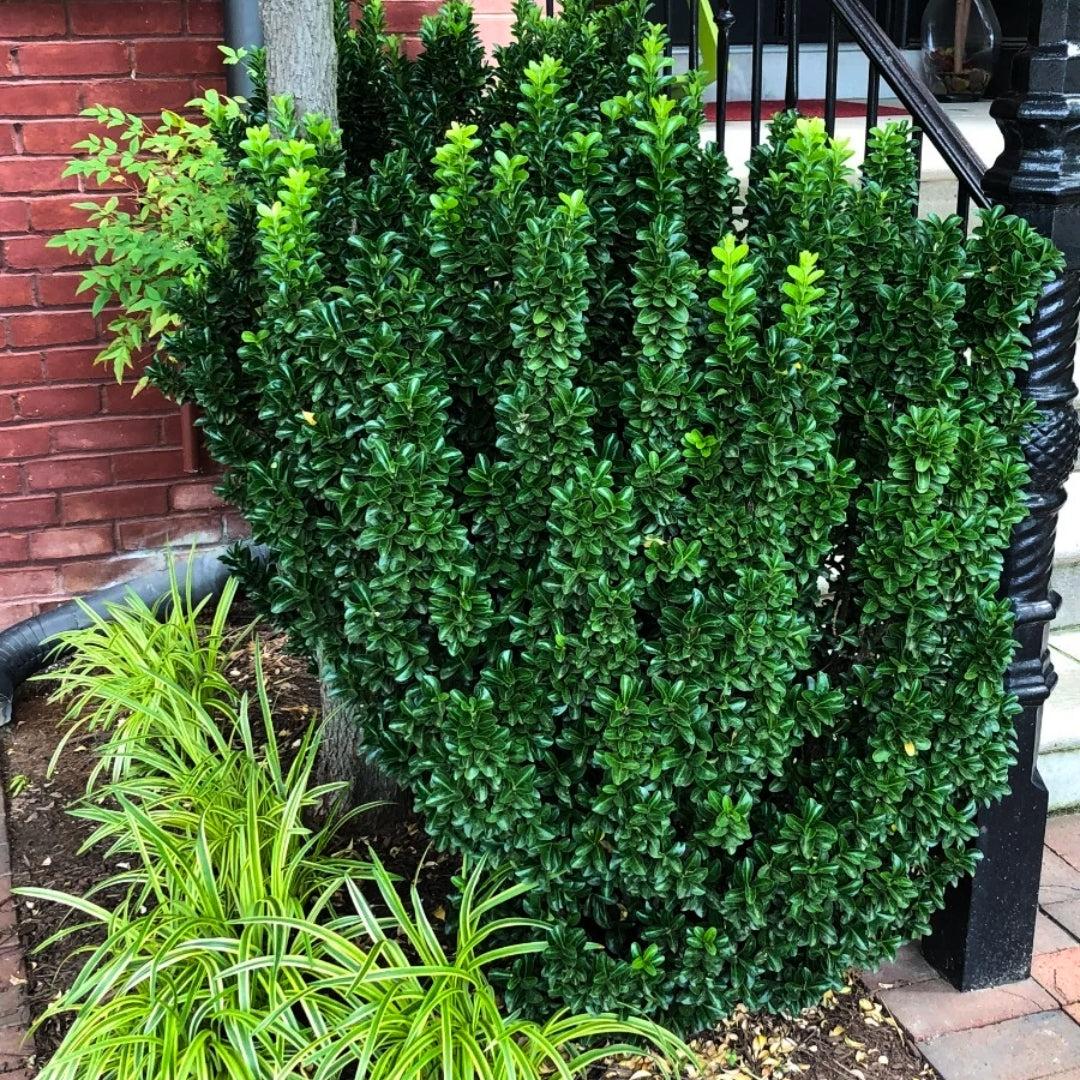 Euonymus Green Spire 4