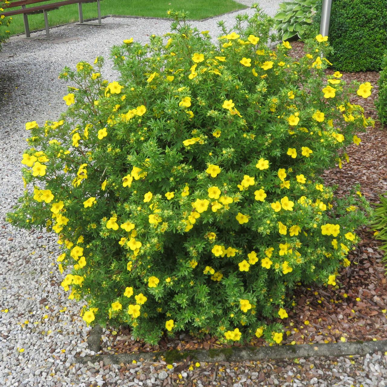 Potentilla fruticosa Goldfinger 2