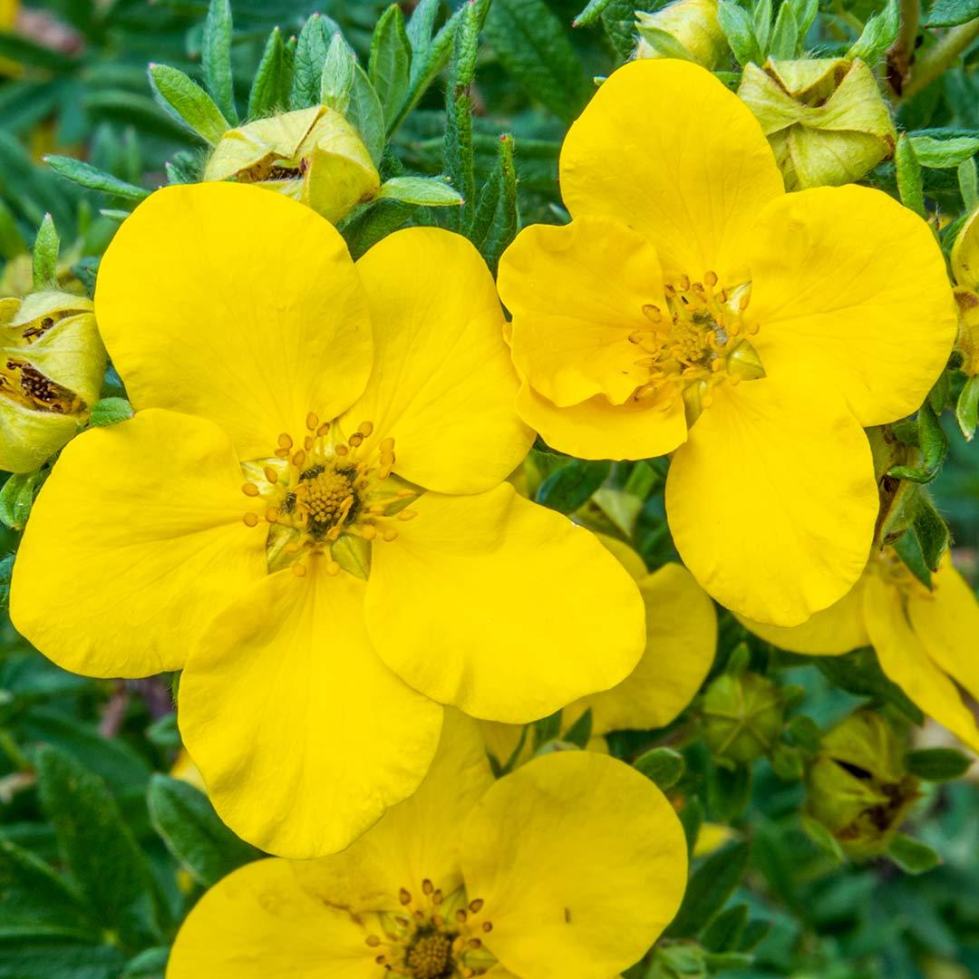 Potentilla fruticosa Goldfinger 3
