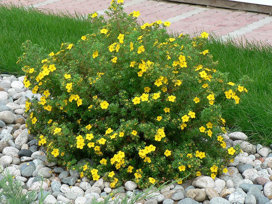 Potentilla fruticosa Goldfinger 4
