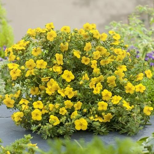 Potentilla fruticosa Goldfinger