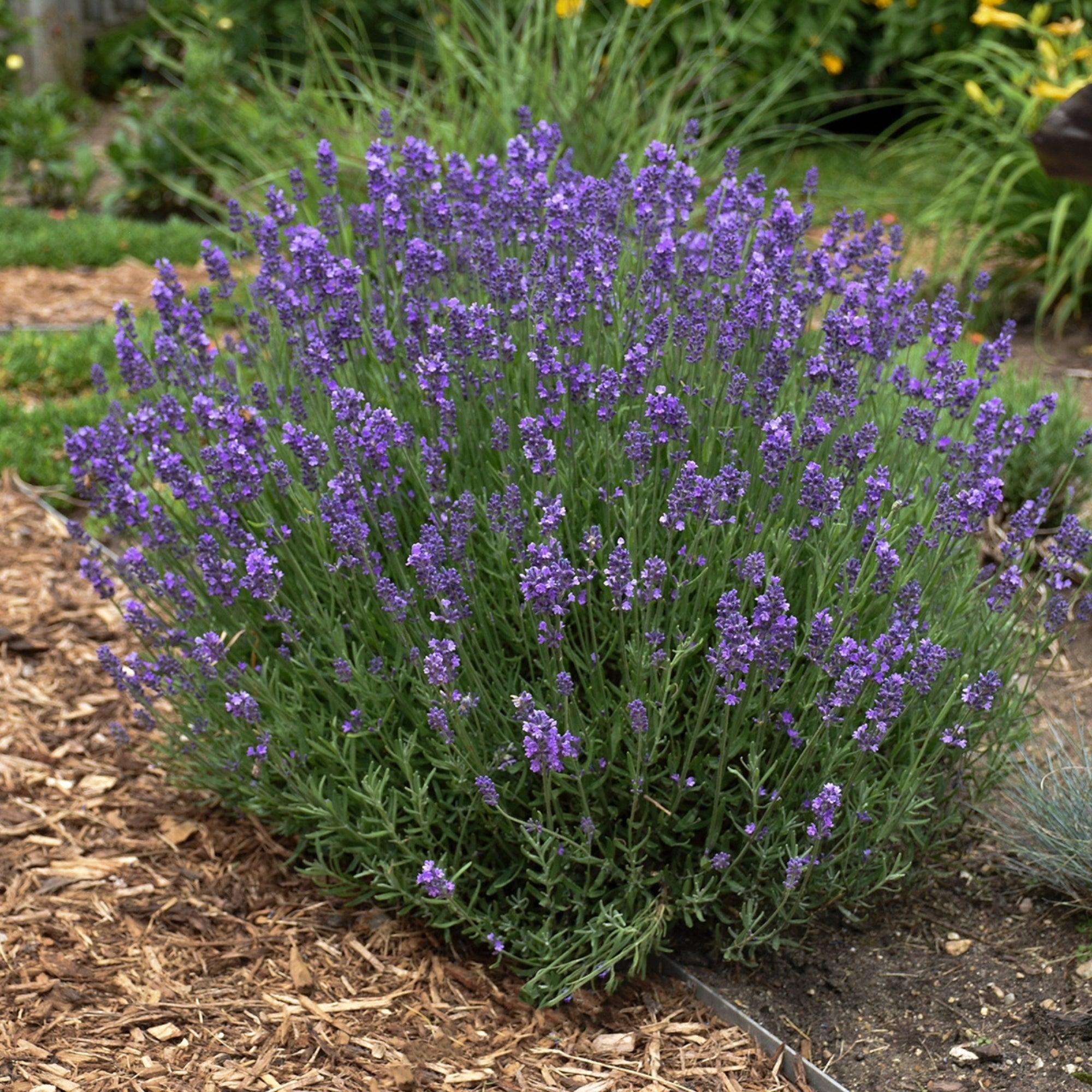 Lavandula Hidcote