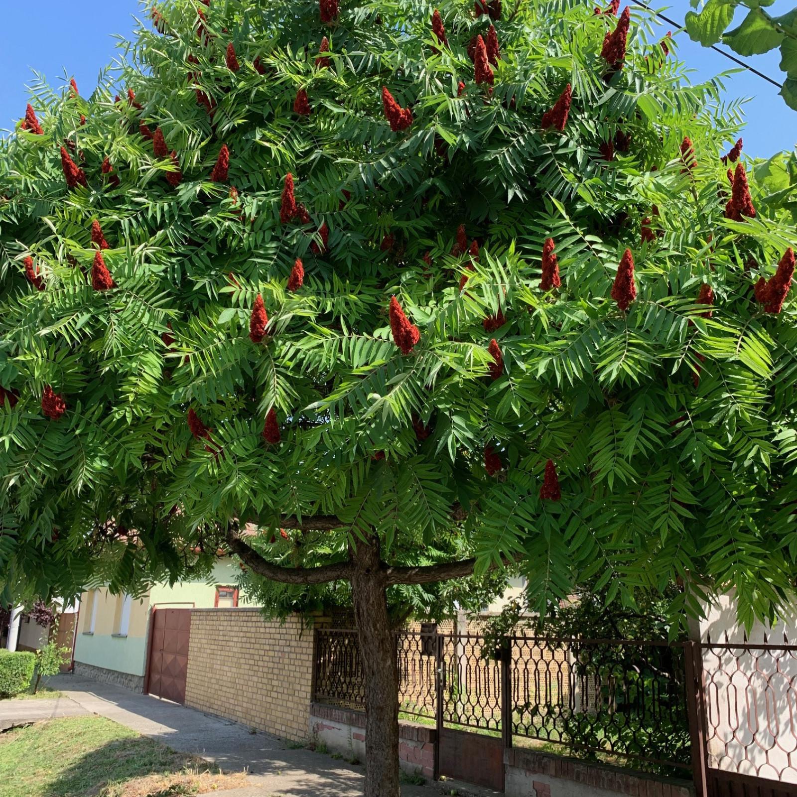Rhus typhina 2