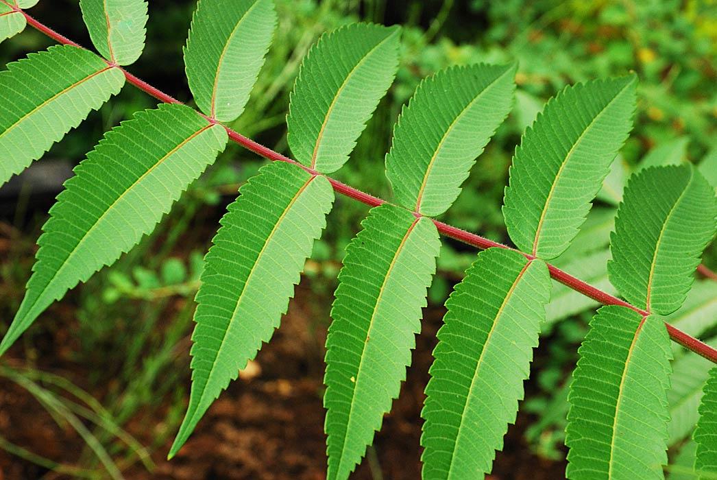 Rhus typhina 3