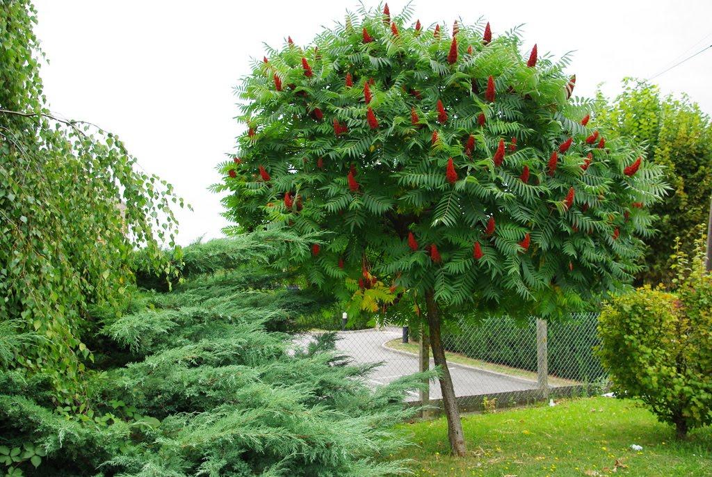 Rhus typhina 4