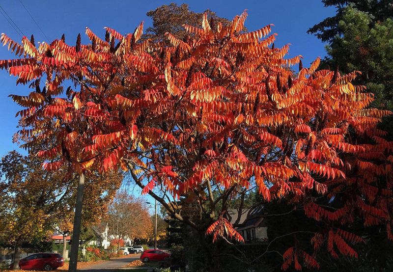 Rhus typhina 5