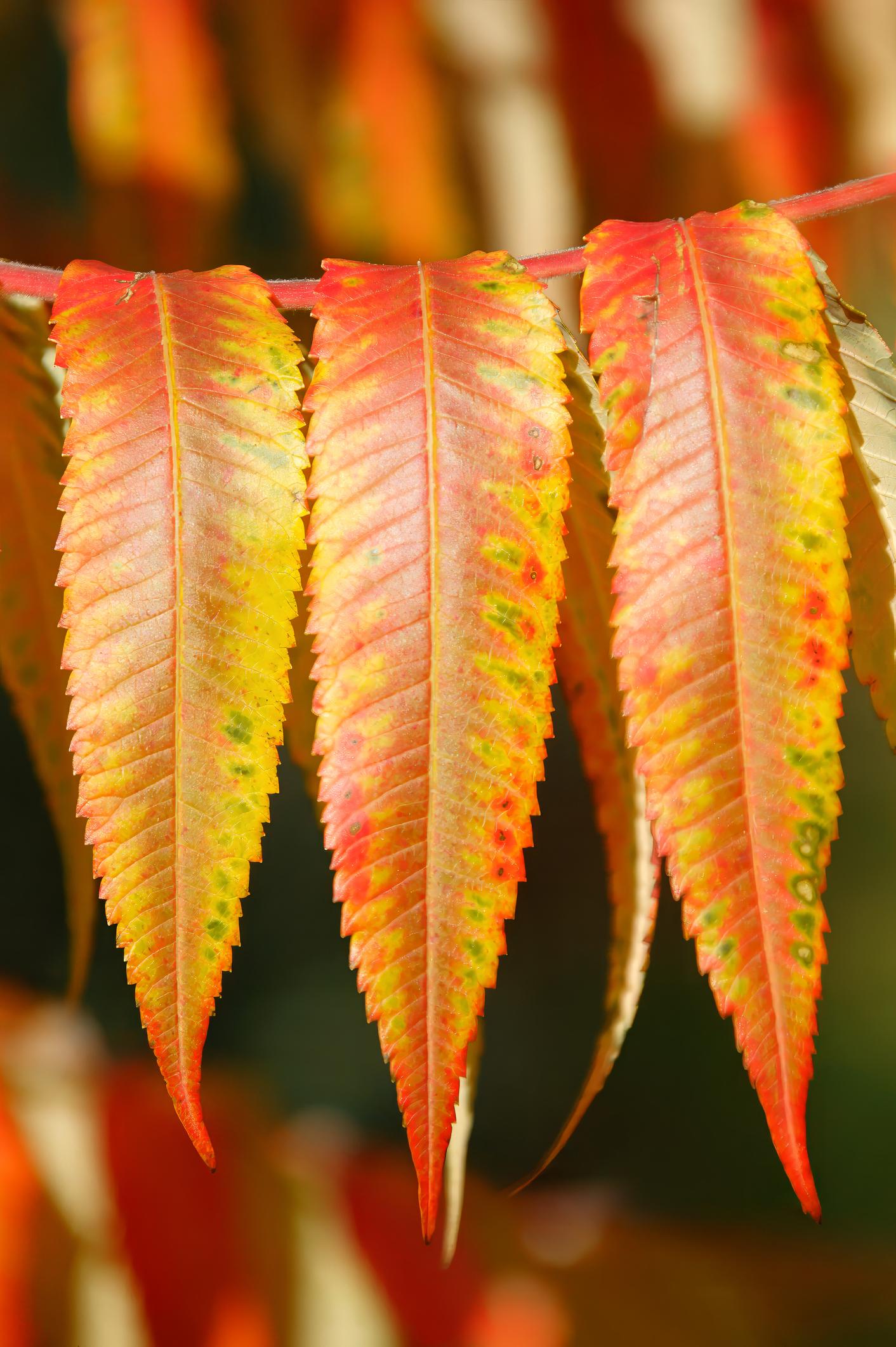 Rhus typhina 6