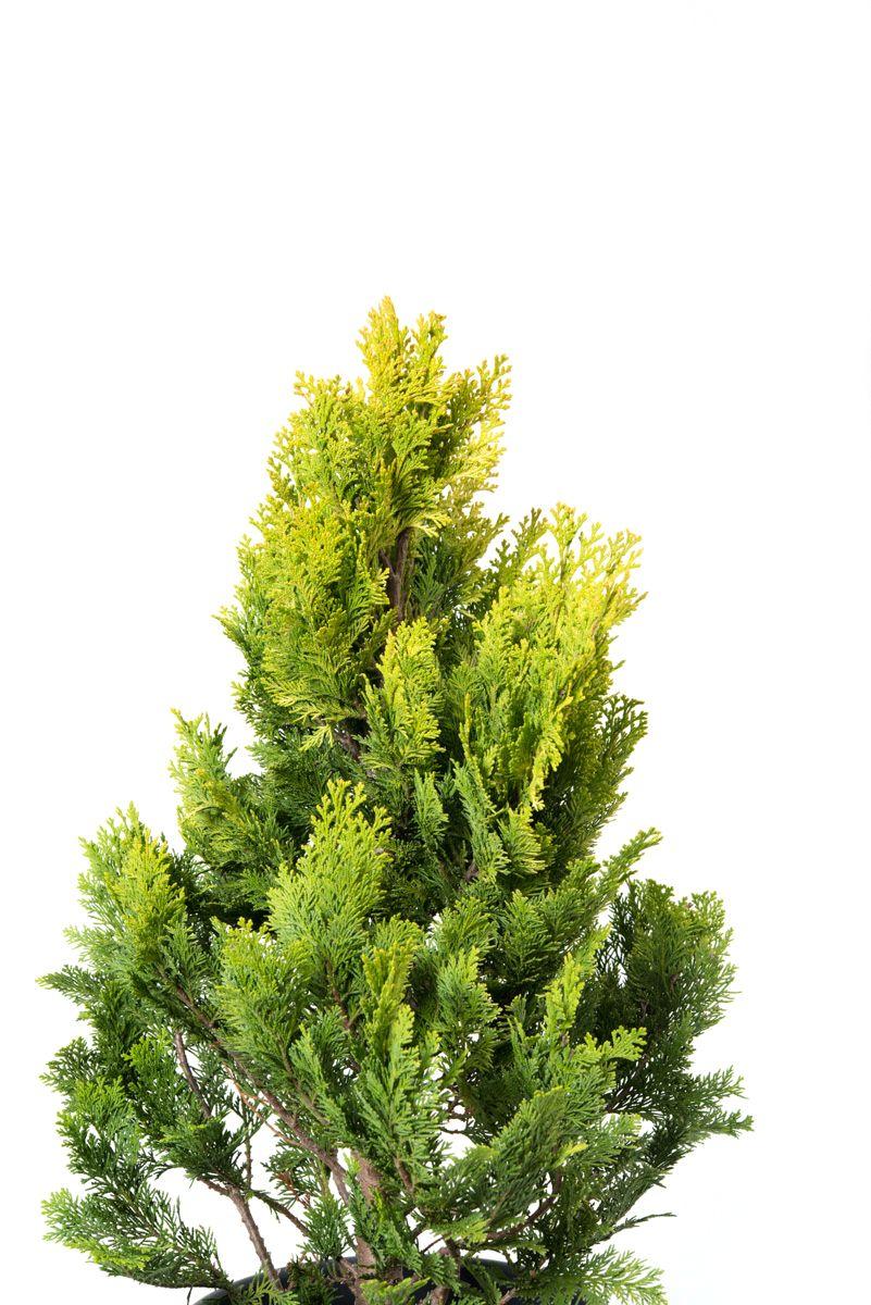 Chamaecyparis Golden Wonder