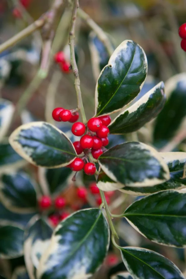 Ilex aquifolium Silver van Tol