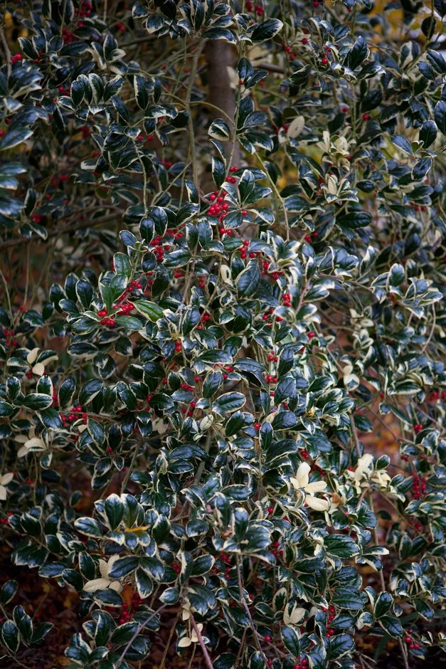 Ilex aquifolium Silver van Tol2