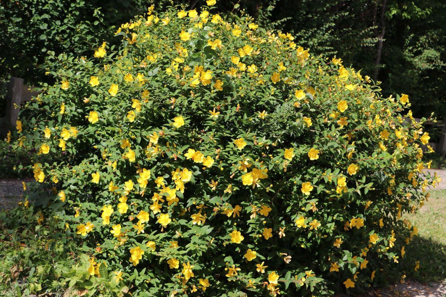 Hypericum Hidcote 2