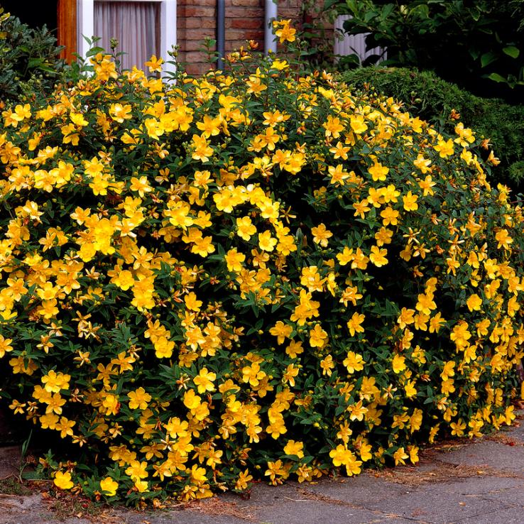 Hypericum Hidcote 3