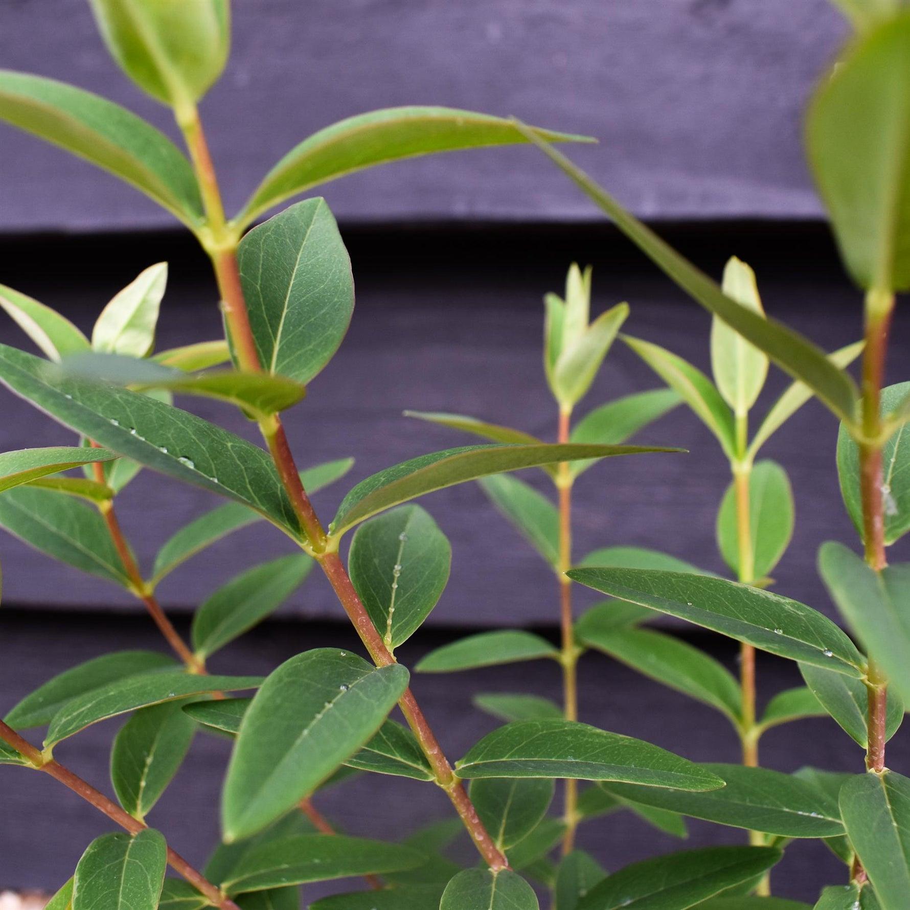 Hypericum Hidcote 4