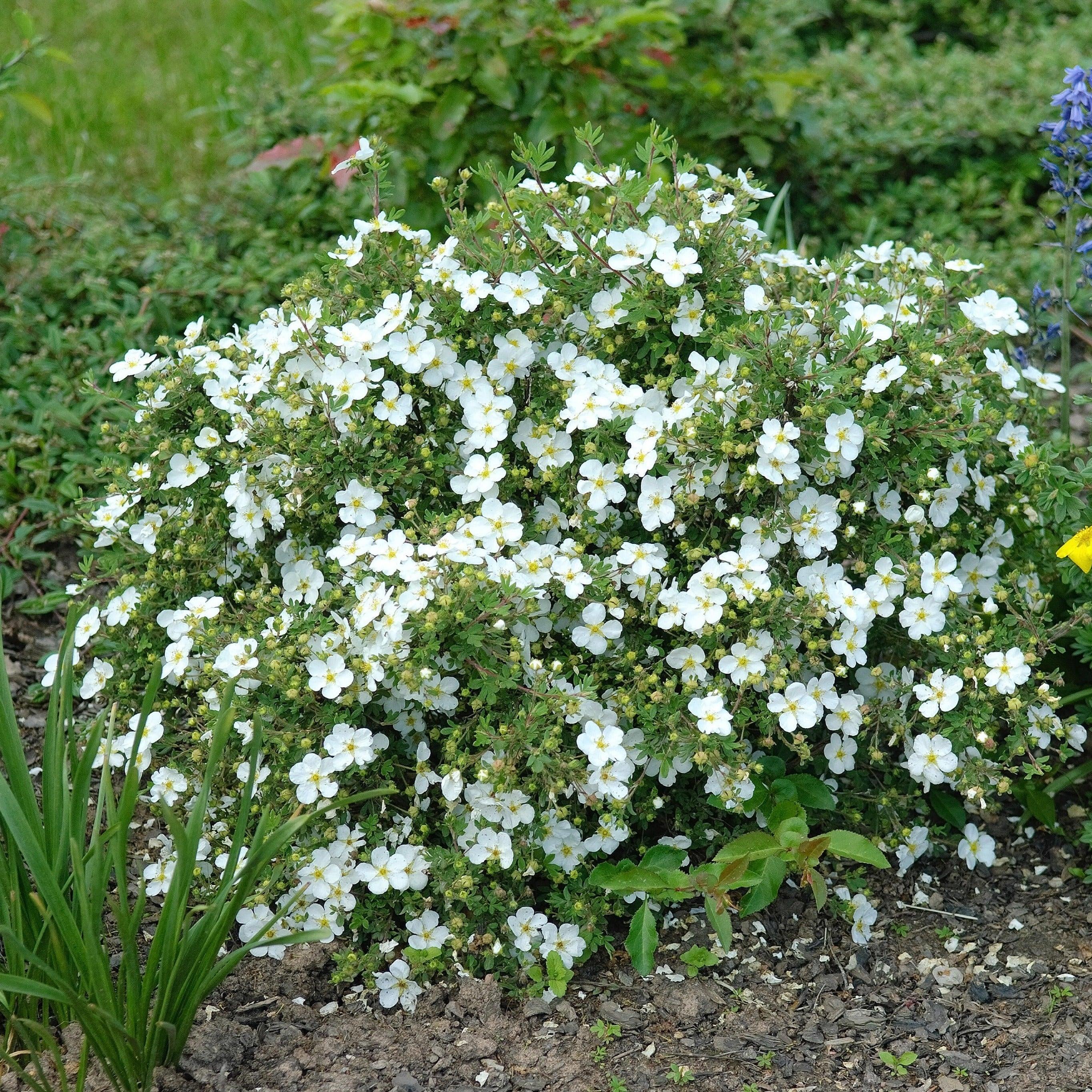 Potentilla fruticosa Abbotswood