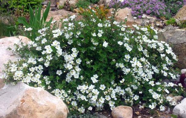 Potentilla fruticosa Abbotswood3