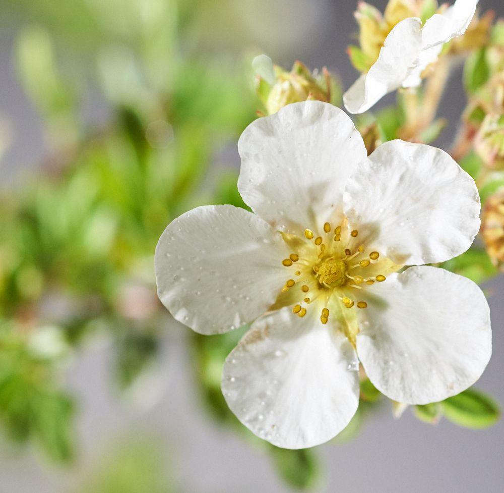 Potentilla fruticosa Abbotswood5