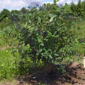 Lonicera kamtschatica / caerulea Wojtek - Fructe de miere, afin siberian